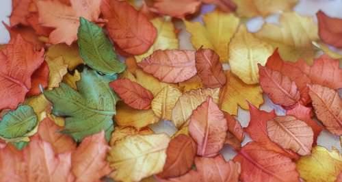 עלי סתיו מסטיק (כיתת אמן)