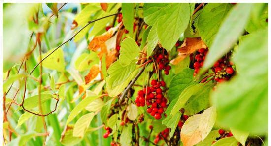 Schisandra chinensis