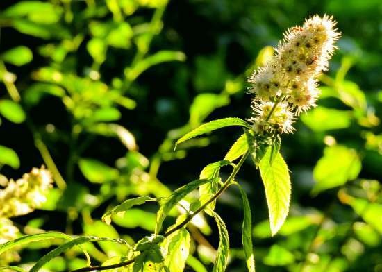 Fermentert te laget av hageblader og ville planter (mesterklasse)