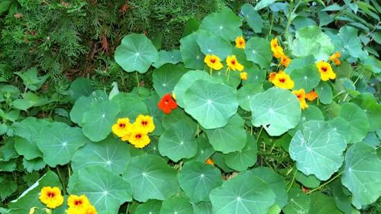 Nasturtium kapers