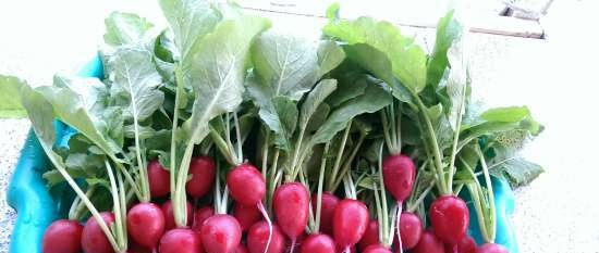 Summer chimchi (preparing delicious radish tops)