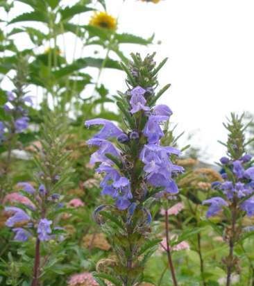 Fermentert te laget av hageblader og ville planter (mesterklasse)