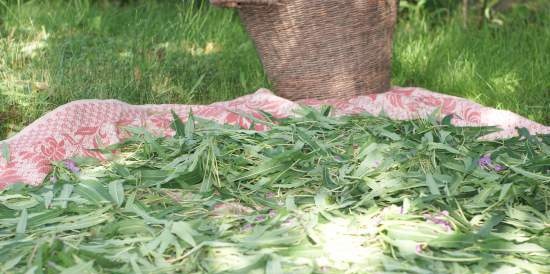 Ivan tea (fermentation of fireweed leaves) - master class