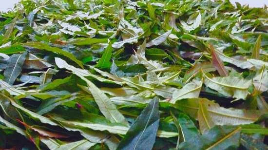 Ivan tea (fermentation of fireweed leaves) - master class