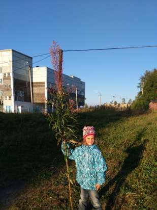 Ivan-tea Fluffy (fra umodne frøplanter)