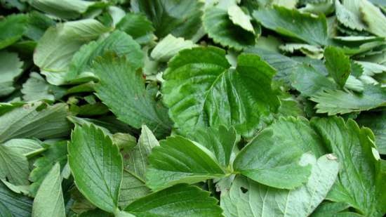 Fermented tea made from leaves of garden and wild plants (master class)