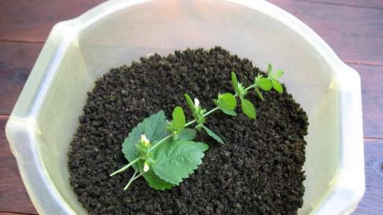 Fermented tea made from leaves of garden and wild plants (master class)