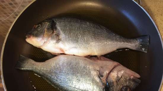 Seabream in Creazy Water