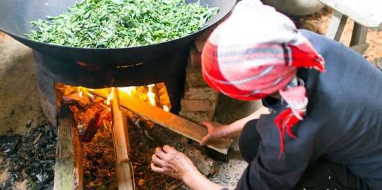 Fermentert te laget av hageblader og ville planter (mesterklasse)