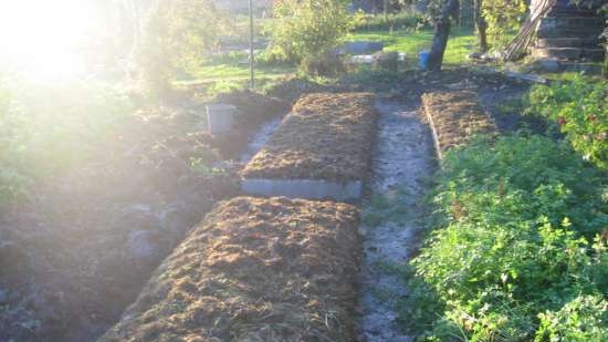 Fermentert te laget av hageblader og ville planter (mesterklasse)