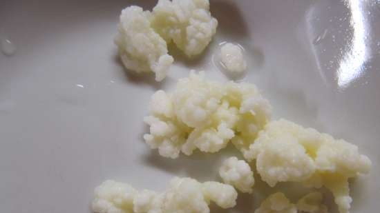 Tibetansk kefir sopp