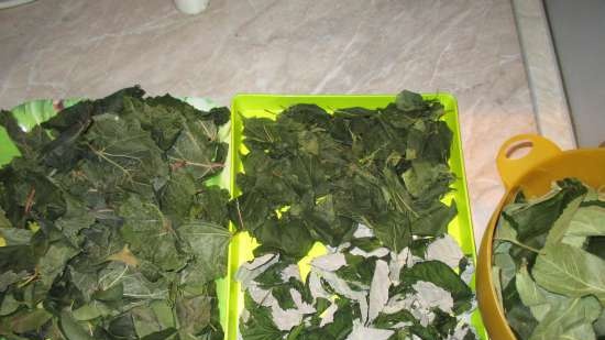 Fermented tea made from leaves of garden and wild plants (master class)