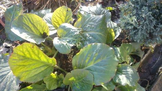 Fermented tea made from leaves of garden and wild plants (master class)