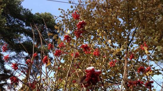 Krievu saldējums no viburnum