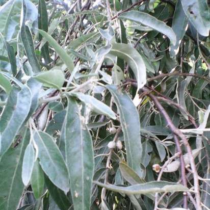 Fermented tea made from leaves of garden and wild plants (master class)