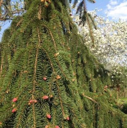 Fir cones jam