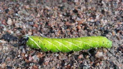 Entomologisk forskning i Egypt