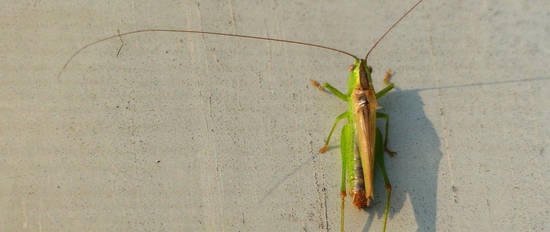 Ceļošana pa kalendāriem