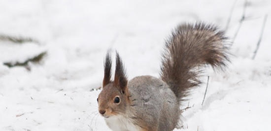 Februārī priekšpilsētā