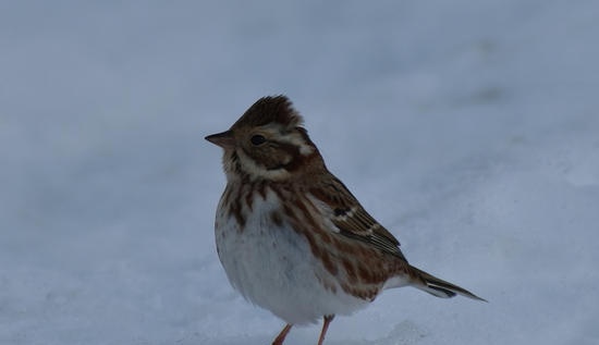 Februārī priekšpilsētā