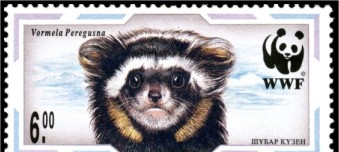 Nam Nga mặc quần áo Vormela peregusna Marbled polecat