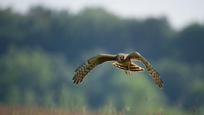 Harrier