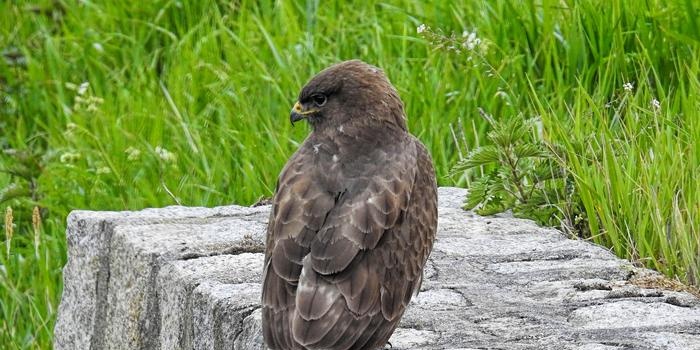 Harrier