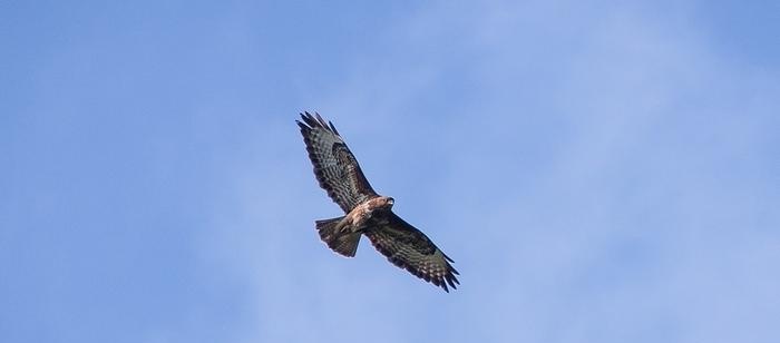 Harrier