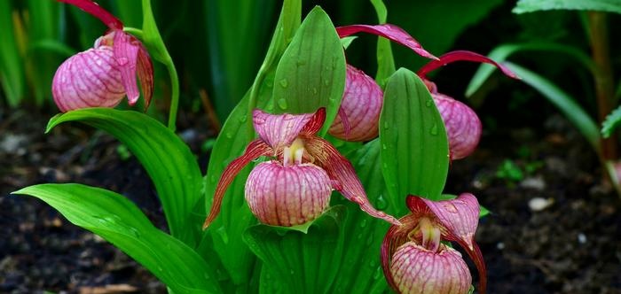 Čības (Cypripedium)