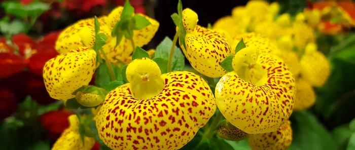 Čības (Cypripedium)