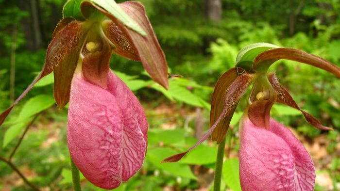 Čības (Cypripedium)