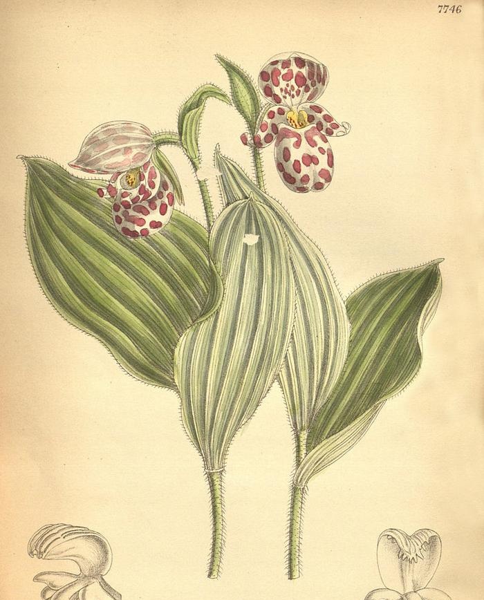 Čības (Cypripedium)