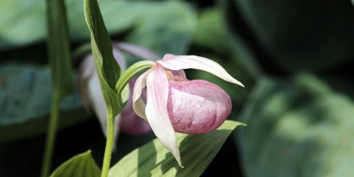 Čības (Cypripedium)