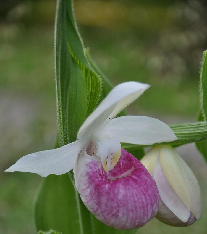 Čības (Cypripedium)