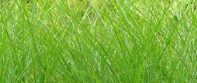 Miscanthus