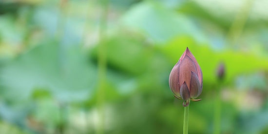 Violation of the dormant period in the vegetative parts of the plant