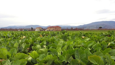 Ruộng mở rau