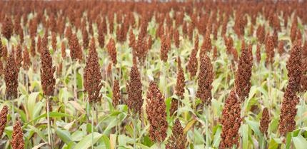 Sorgo un cukurniedres