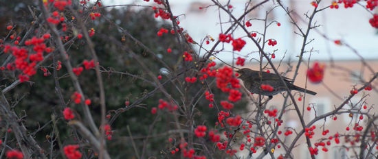 Ziemas rūpes dārzniekiem