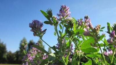 Alfalfa