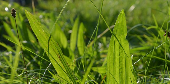 Medisinplanter for diaré