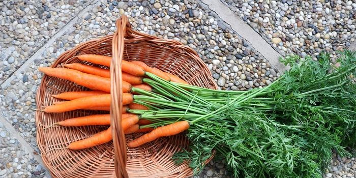 Dārzeņu un augļu struktūra un ķīmiskais sastāvs