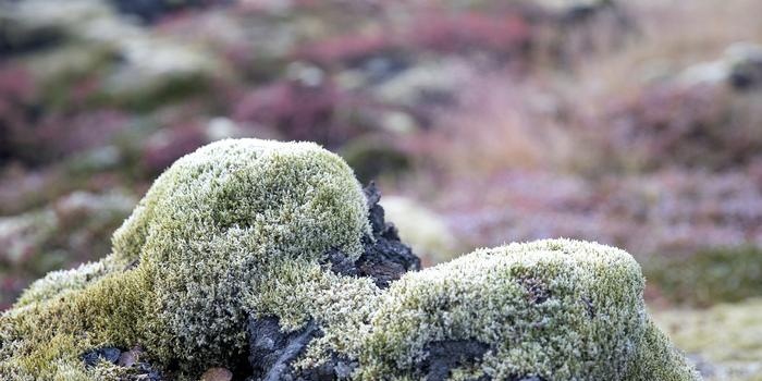 Grønlands natur