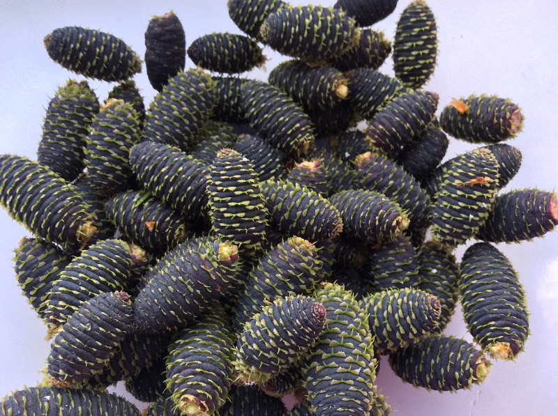 Fir cones jam