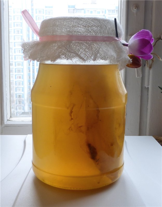 Kombucha uống