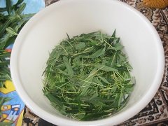 Ivan tea (fermentation of fireweed leaves) - master class