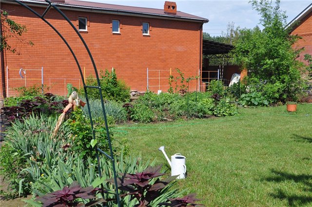 Fermentert te laget av blader fra hagen og ville planter (mesterklasse)