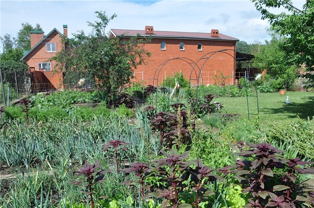 Fermentert te laget av blader fra hagen og ville planter (mesterklasse)