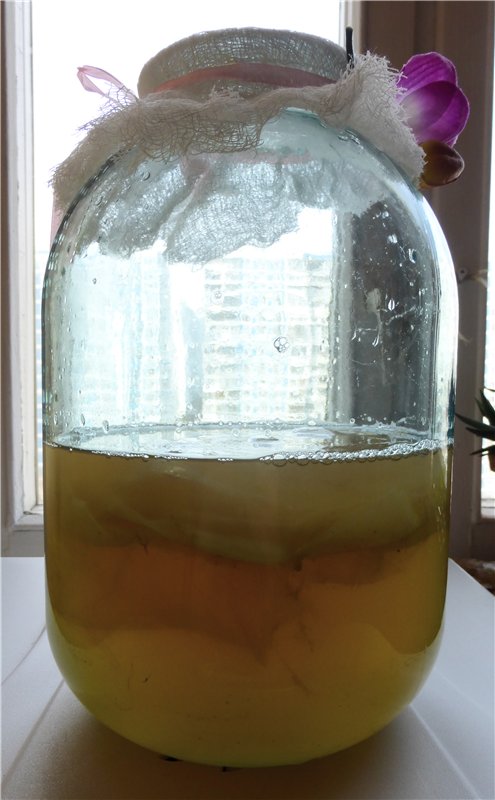 Kombucha uống