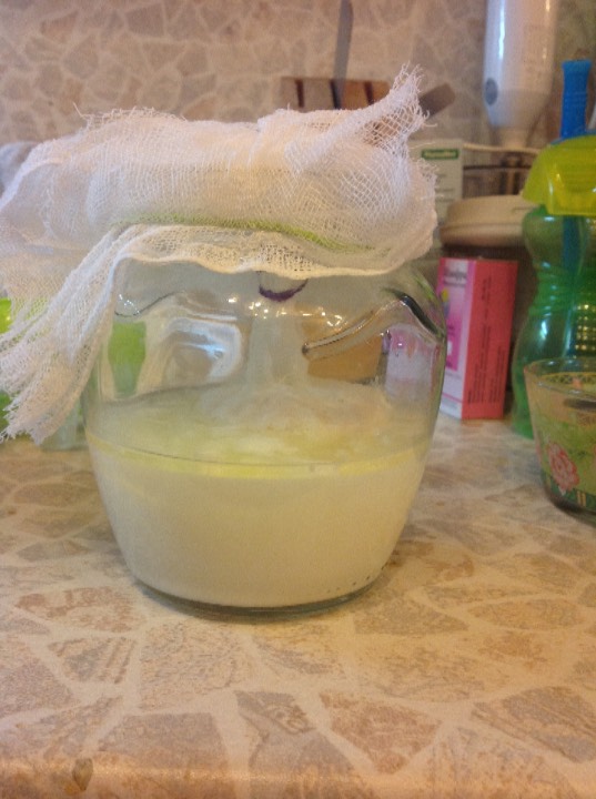 Tibetansk kefir sopp